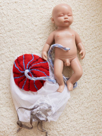 Placenta Cord Amniotic Chorionic Sac Model